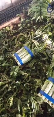 沂南县红叶莴笋  大棚红尖叶莴苣大量上市中，高度55－60厘米杆青