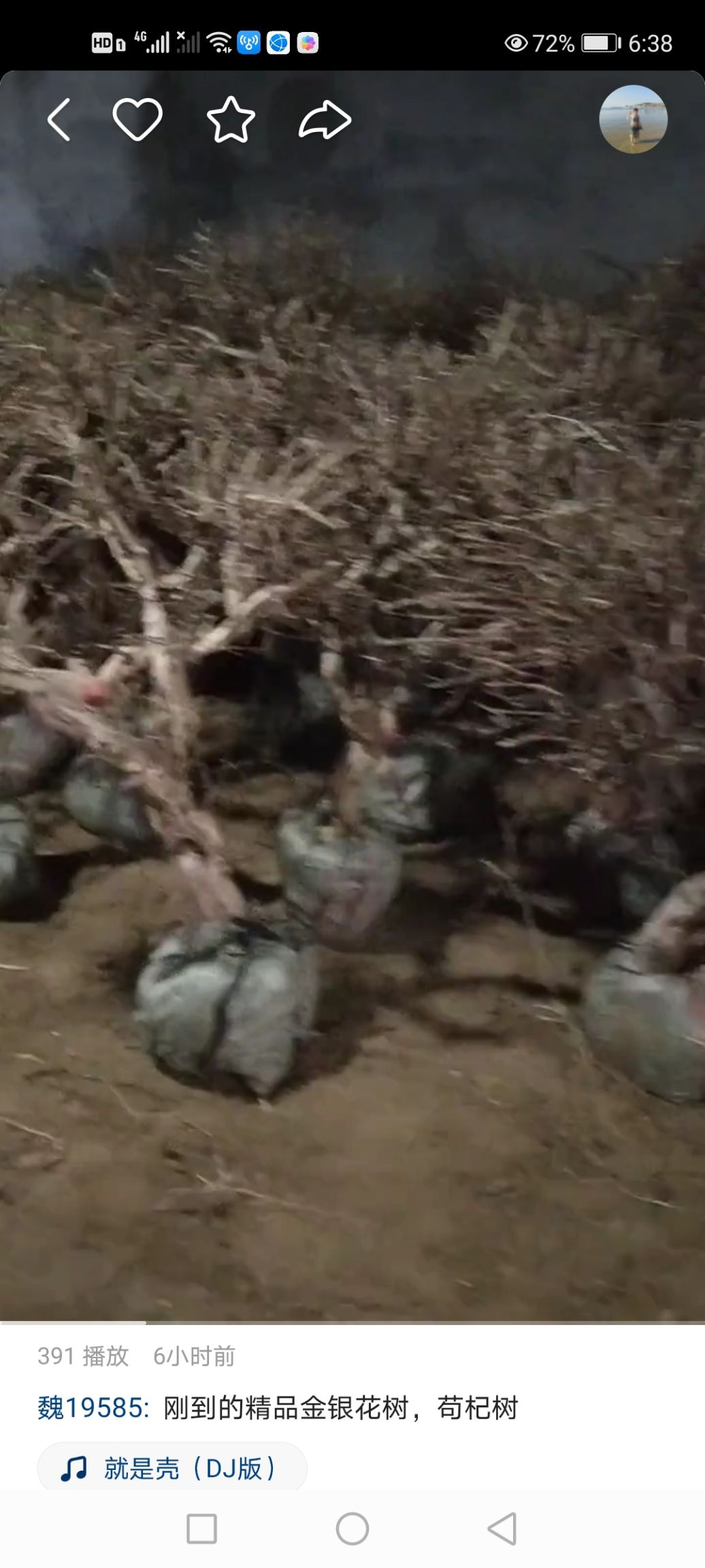 浓香彩色金银花【可】可泡茶,精选八年苗【一颗装】花香四溢