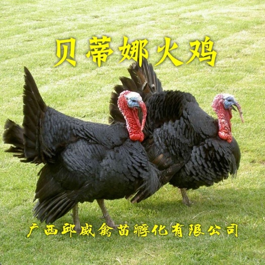 南宁贝蒂娜火鸡苗