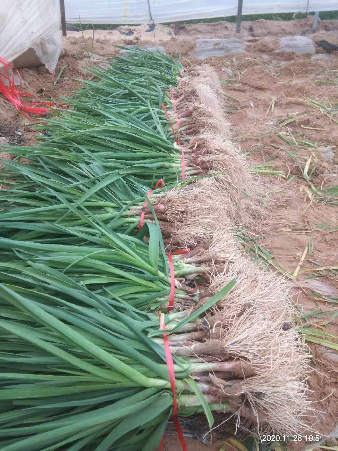 郑州中牟大棚红根蒜苗产地直销