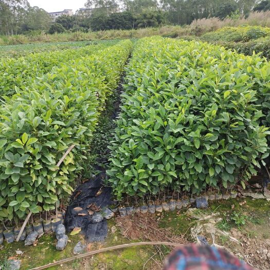 广州火力楠木苗  火力楠树苗、醉香含笑树苗。