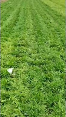 曹县 免费提供技术指导常年大量供应麦冬草基地直销现挖麦冬草成活率高