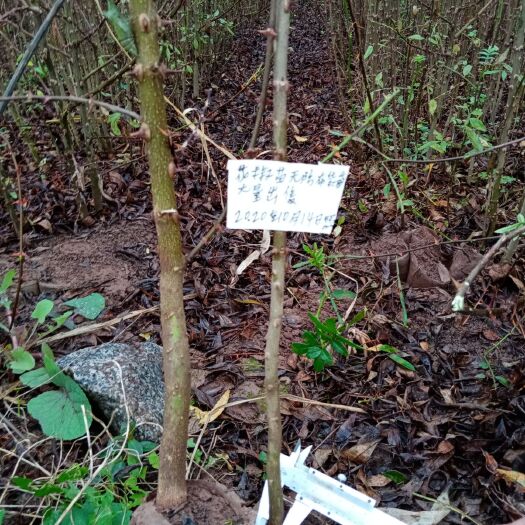 西昌市九叶青花椒苗 