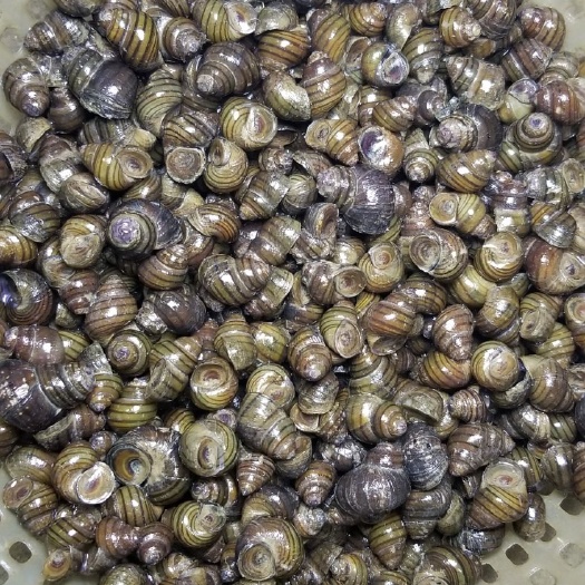揭阳成品脆螺