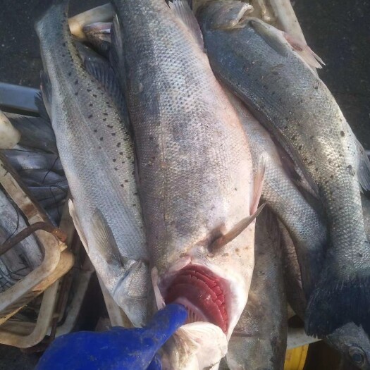 青岛海鲈鱼  青岛市即墨区 黄海海域海捕鲈鱼