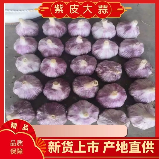 金乡县红皮蒜  金乡紫皮大蒜质优价廉，是发市场的，欢迎各位老板前来选购