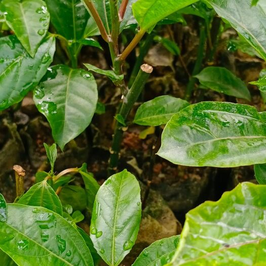 江门芭乐黄金百香果  黄金百香果苗.专业培养育苗，购买客户必须要给卖主通好才发货