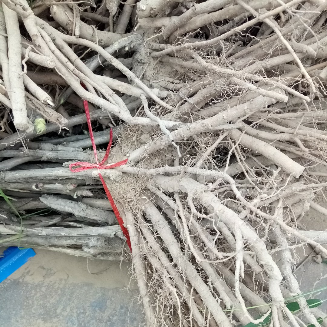 油牡丹种苗  牡丹苗，牡丹种苗 牡丹花苗 油用牡丹苗，保