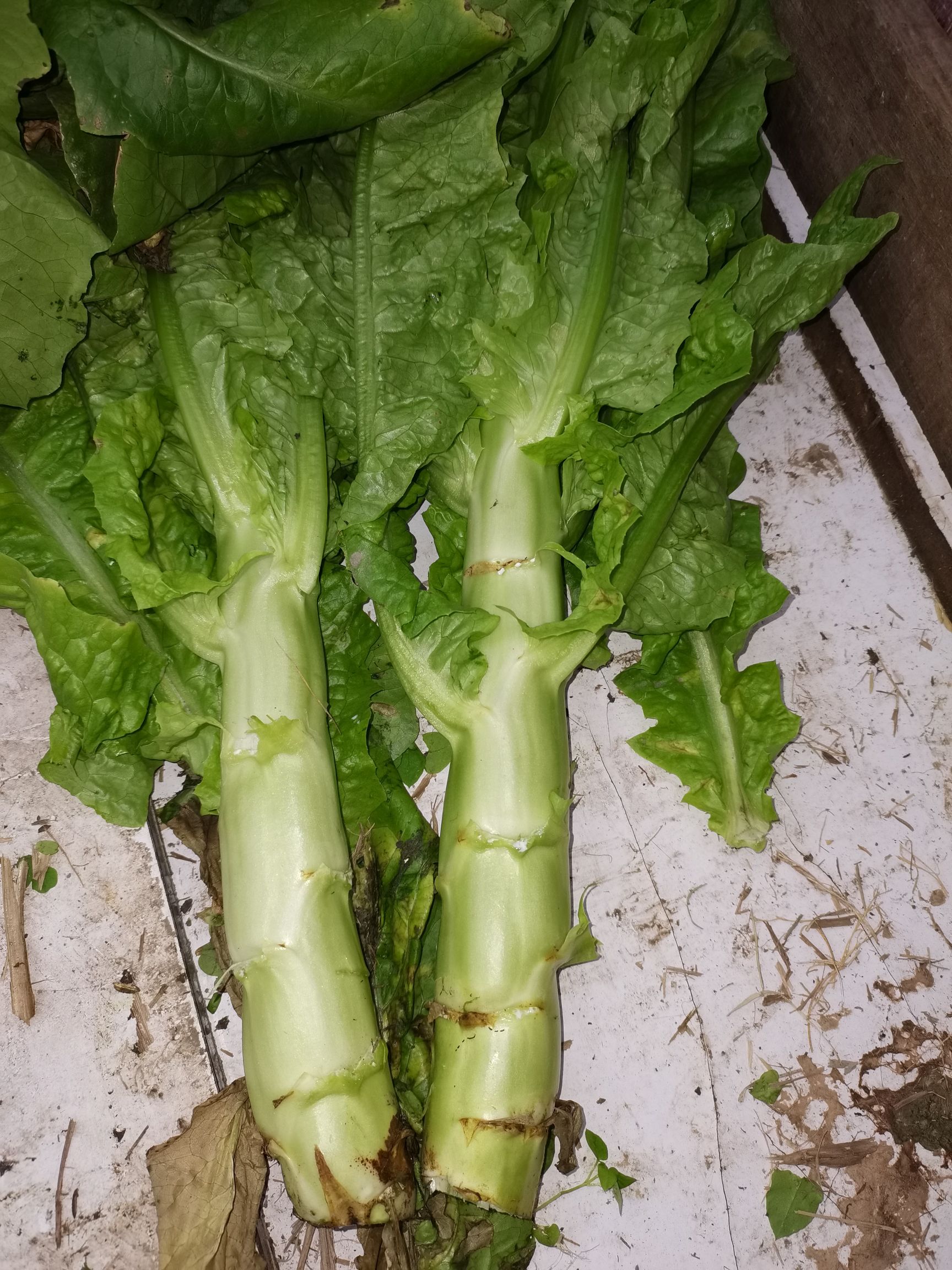 竹筒青莴笋 花叶竹同青