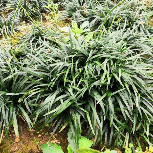 锦屏县 大量出售玉龙草和铁树