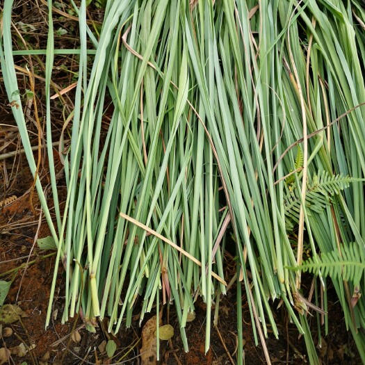 金平县香茅草