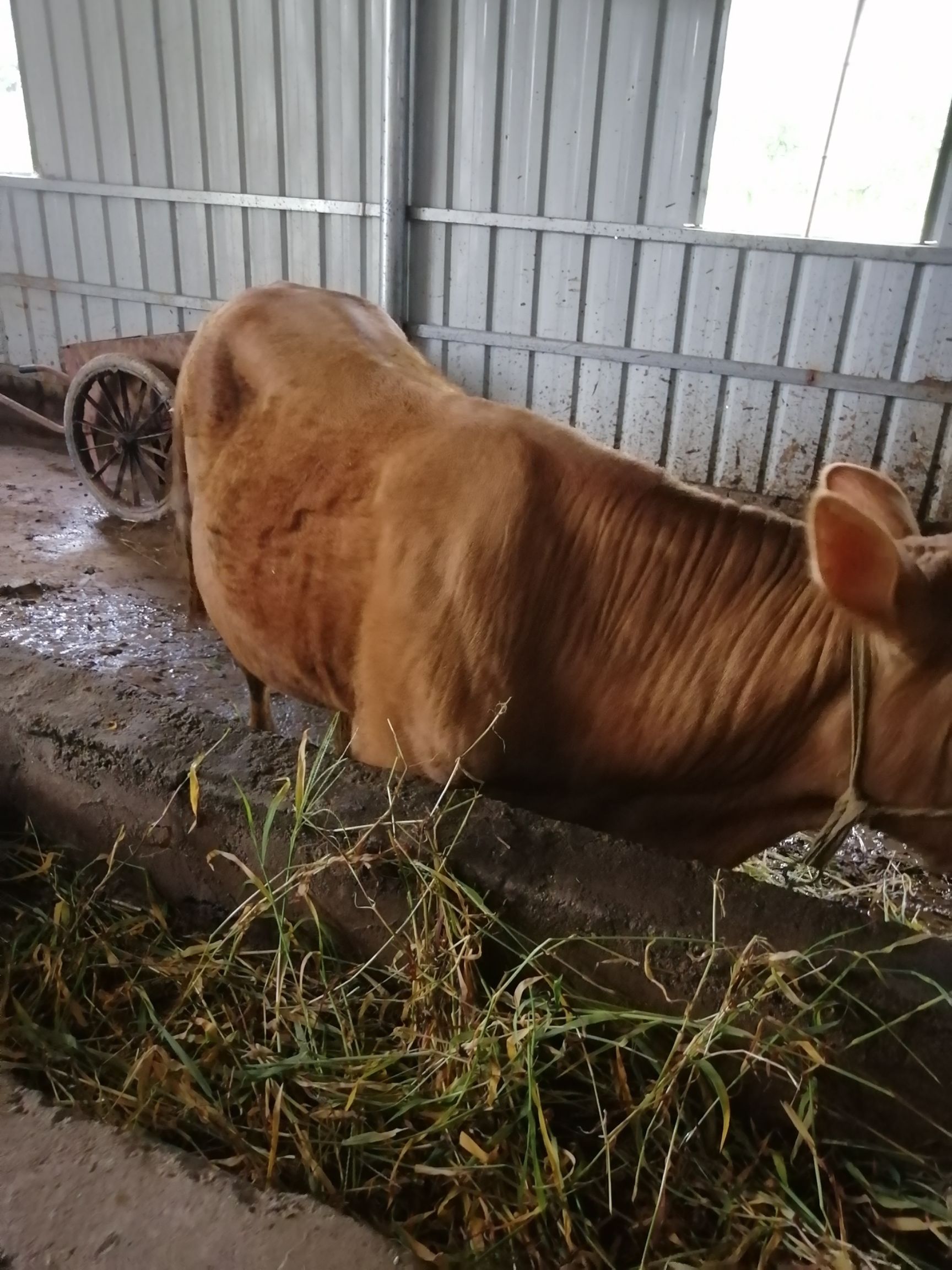 夏洛萊牛  西門塔爾，改良肉牛，黃牛，夏洛萊