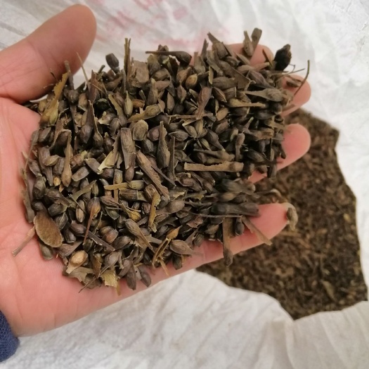 新昌县枫树种子  青枫种籽，鸡爪槭种子，凉干直接可下田