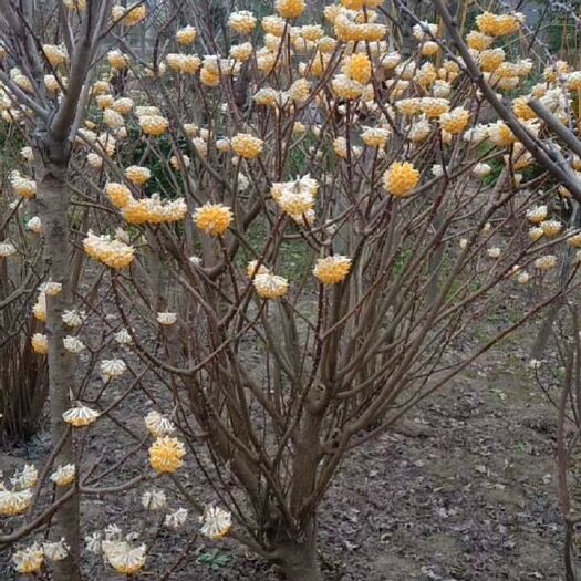 结香花  精品结香