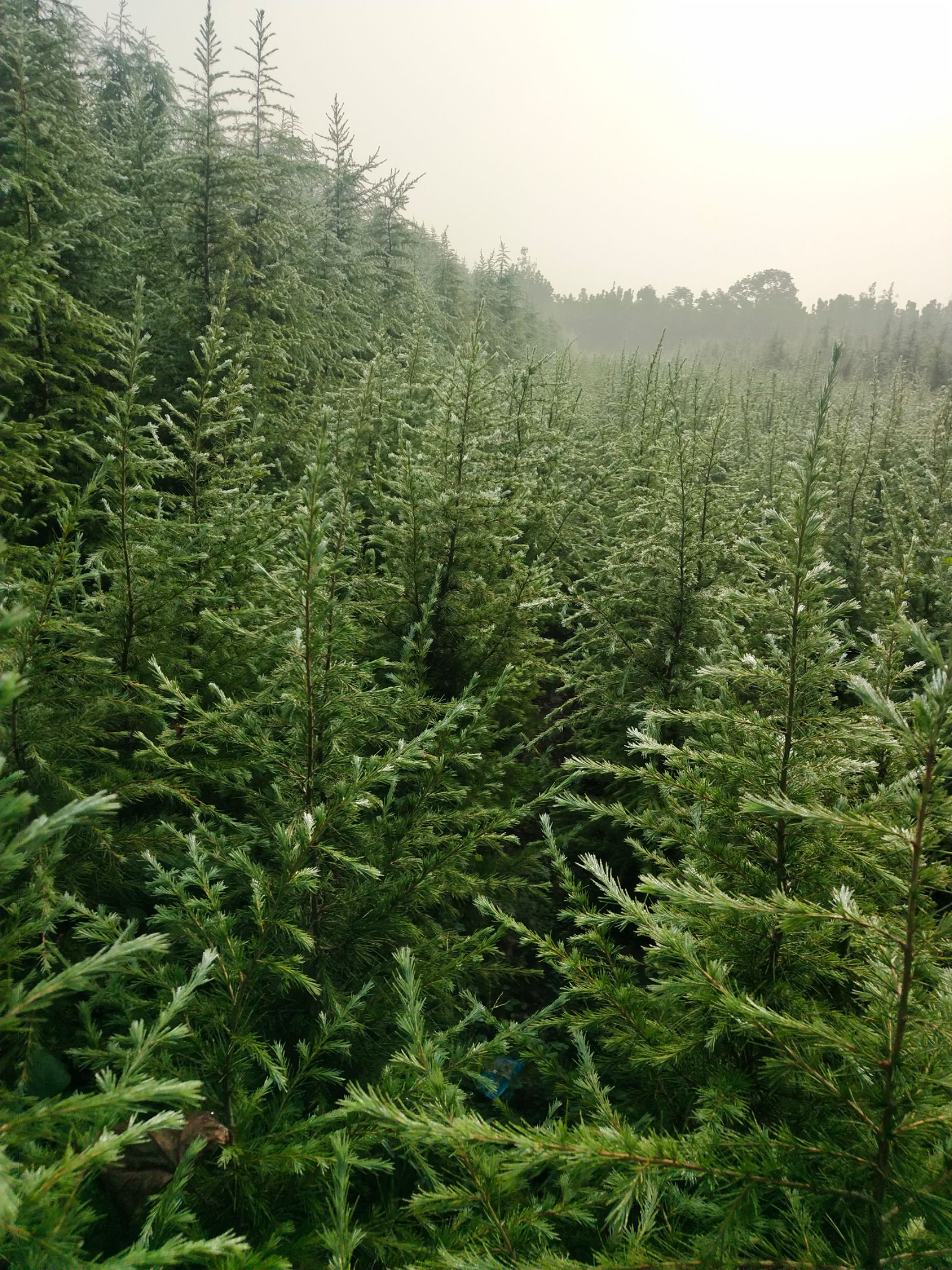 汝南县本地国产雪松，圣诞树 一米到八米，树形好，质量有保证