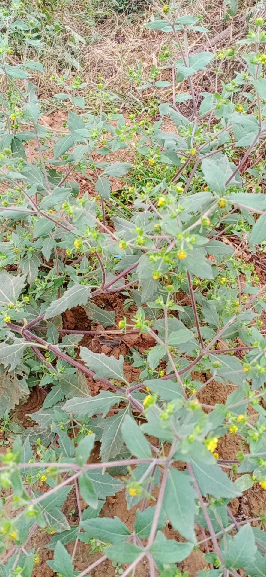 豨签草  豨莶草非种植，一手货源，品质保证！。