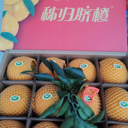 秭归县九月红脐橙 秭归脐橙九月红