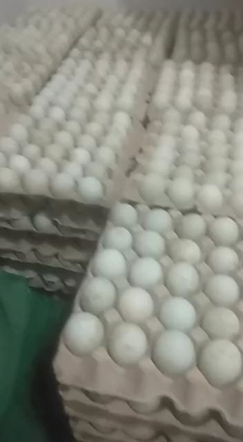 武功县金定鸭蛋 食用 散装 