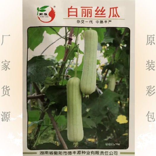 长棒形肉丝瓜白丝瓜种子 中熟玉白色丝瓜种子味甜耐高温 春秋播