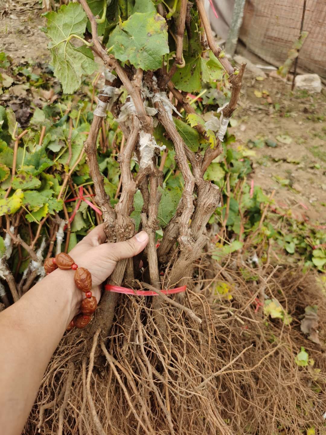 阳光玫瑰葡萄苗 基地直销,量大从优,提供技术指导