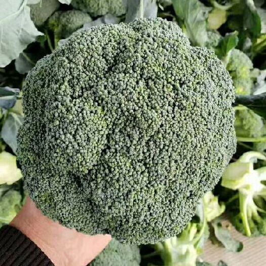 新野县西兰花大量上市中，质量好。