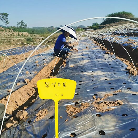 玉田县地膜 打孔地膜银黑双色打孔地膜 纯黑打孔地膜