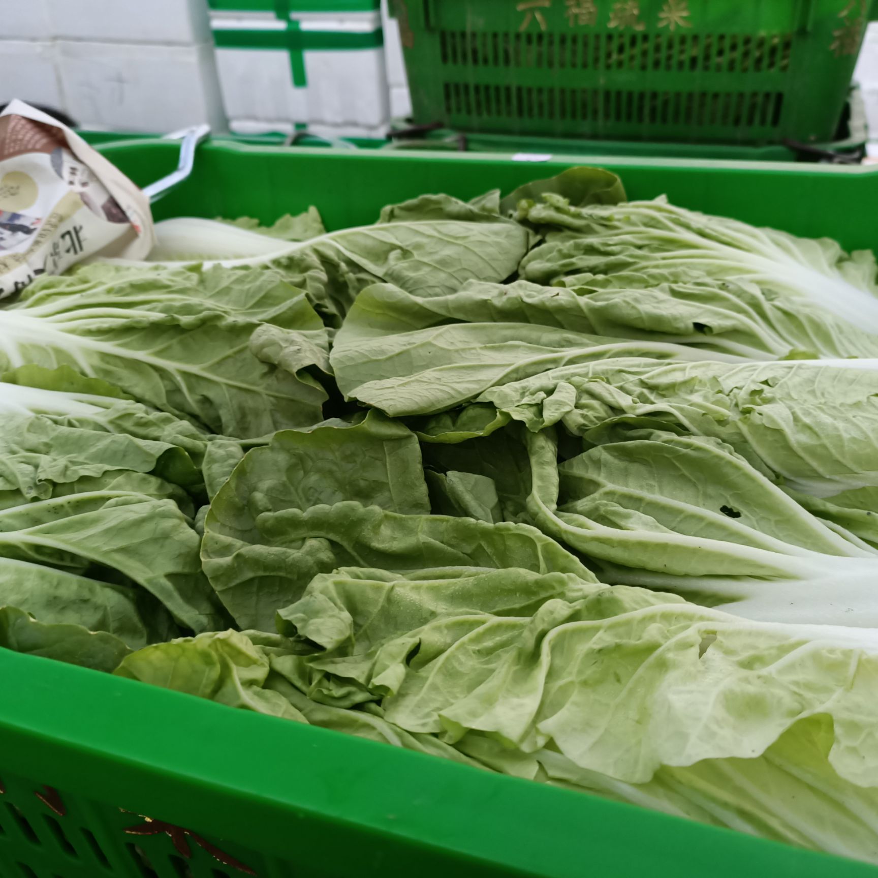 北京3号大白菜  向阳白