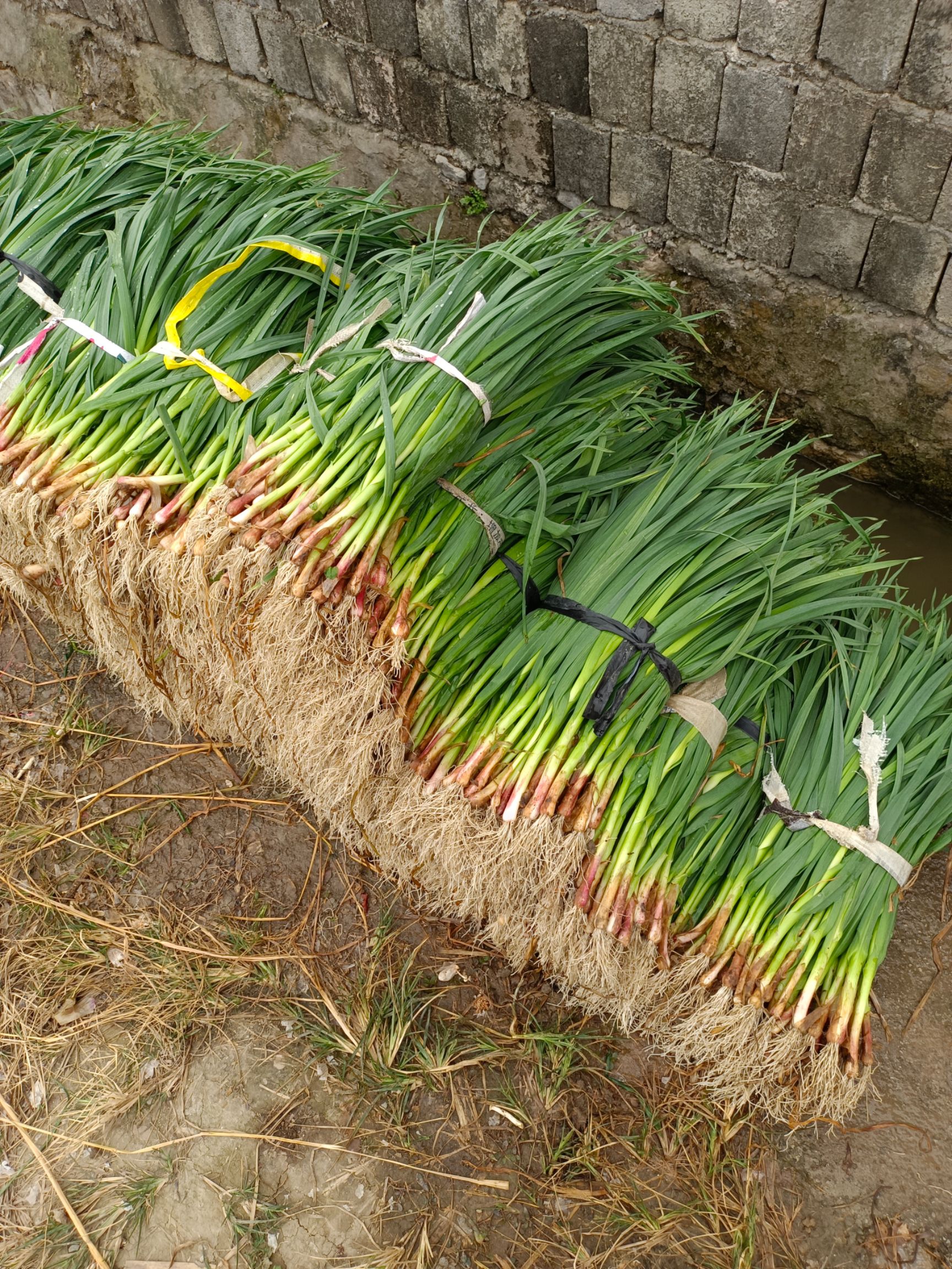 本店提供[红根蒜苗 精品红蒜苗大量上市价格优惠],欢迎有需要的老板进