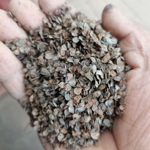 洛宁县博落回种子