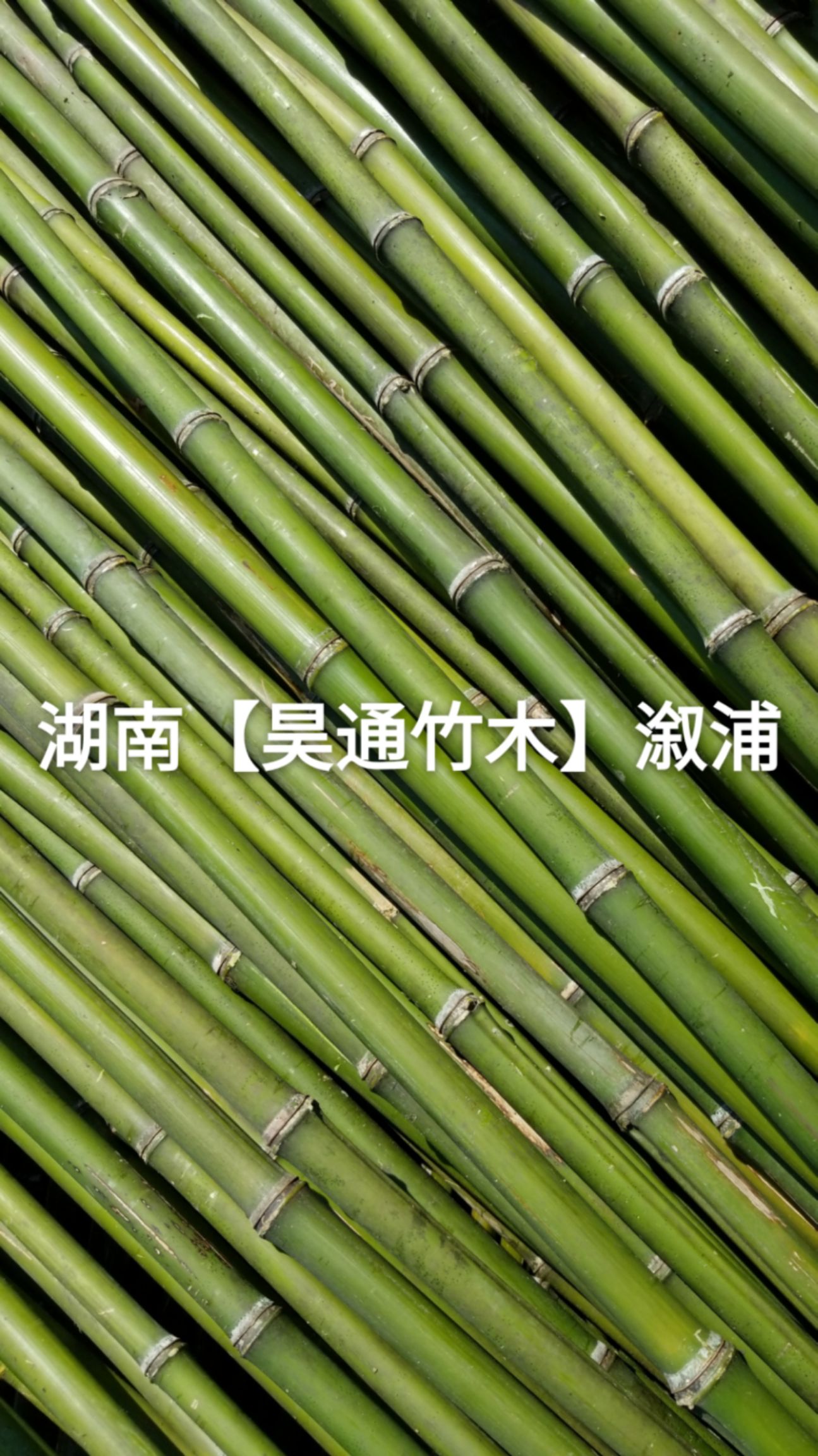 竹竿～金竹、铁竹2