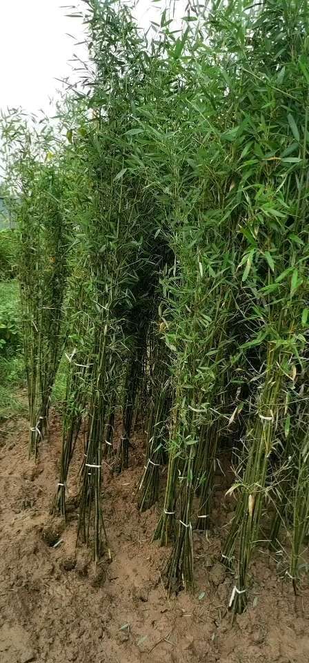 沭阳县四季青竹