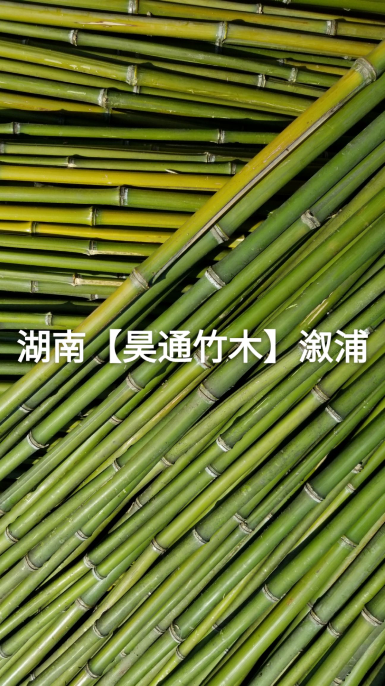 竹竿～金竹、铁竹2