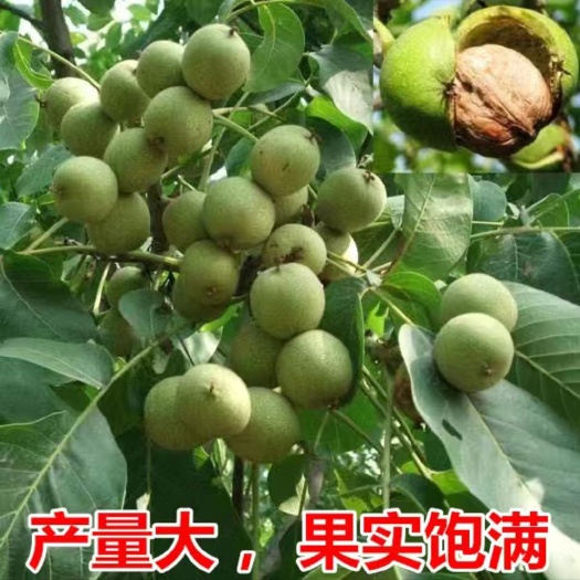 景东县云新14号核桃苗  核桃苗