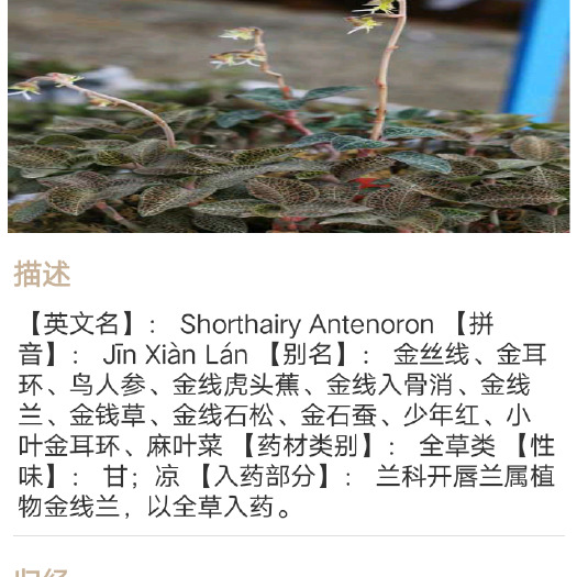 巴马县金钱草  金线莲是我国少有的名贵草药