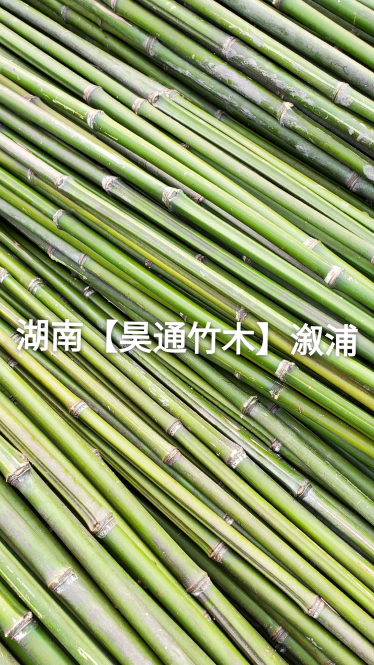 竹竿～金竹、铁竹2