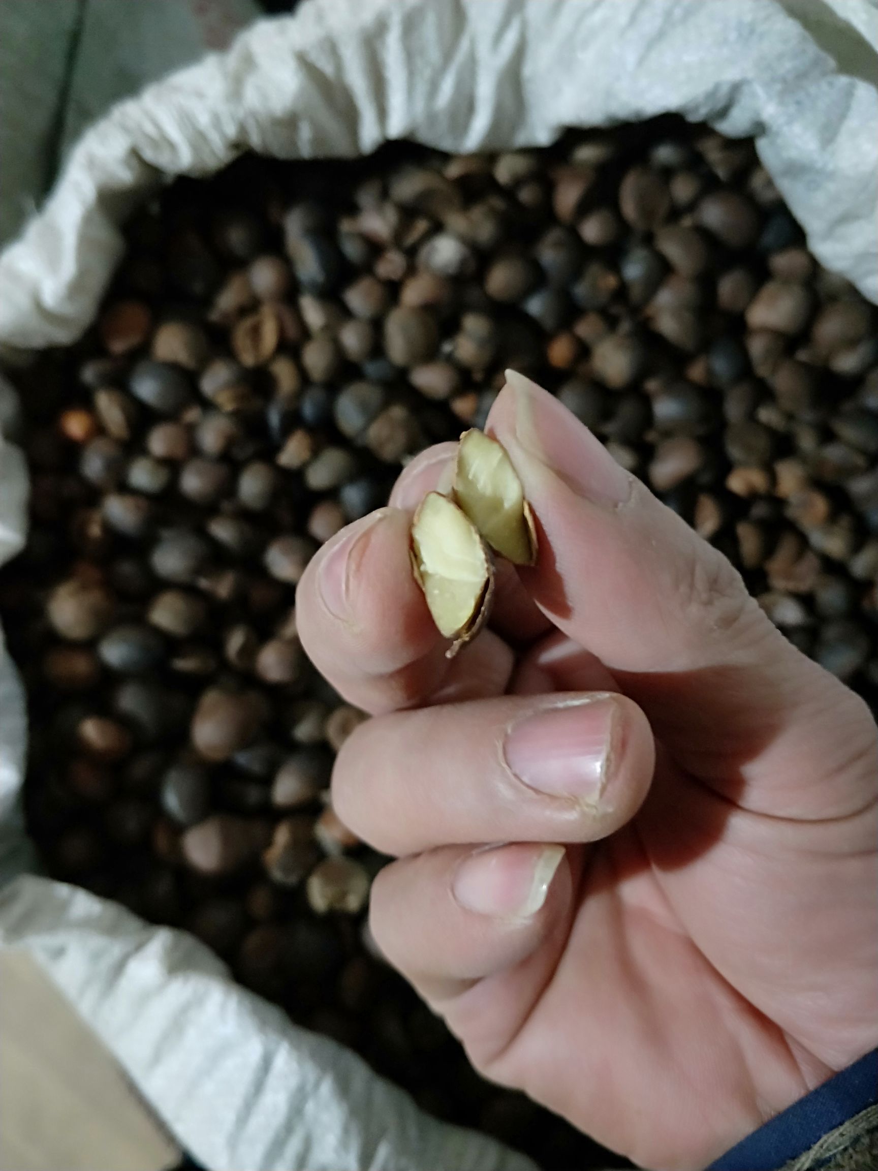 野山茶籽 高山野生老树山茶子，落地籽，出油立高。