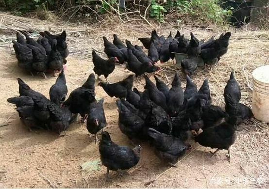忻州 自家散养当年五黑鸡公鸡