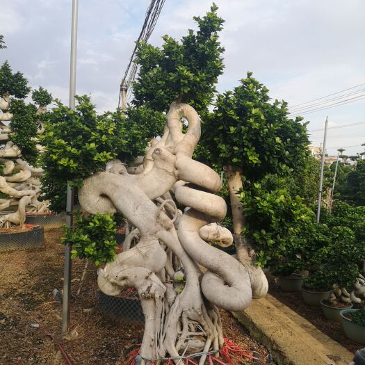 漳浦县小叶榕 