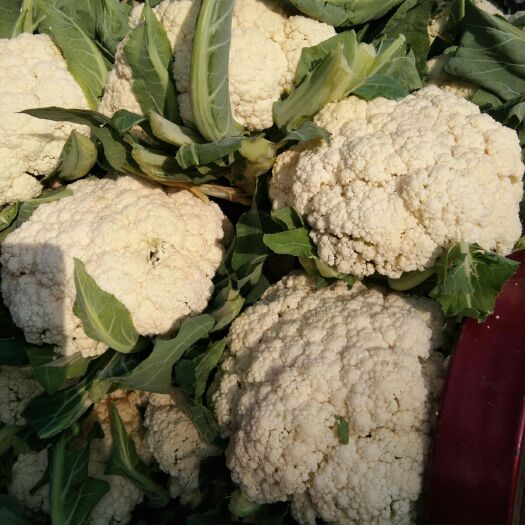 新野县白面青梗松花菜  我处常年供应多种蔬菜