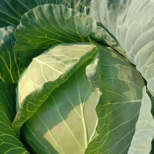 郯城县绿甘蓝-基地直供-货源充足-保证质量。