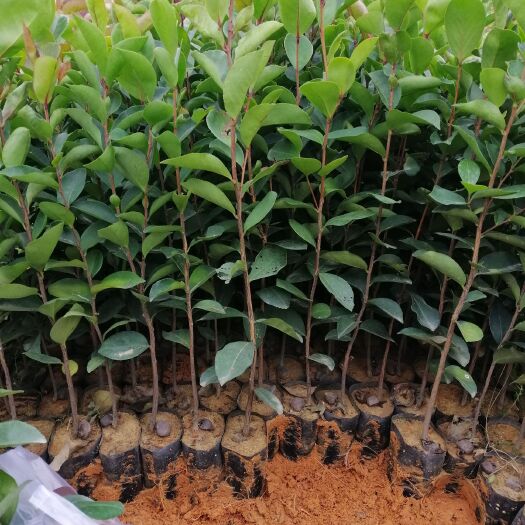 广州油茶苗  油茶树，，，，，白花油茶，