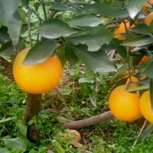 秭归县脐橙 品种多样，口感纯正，卖点无话可说哟，我说的再好，不如老板自看