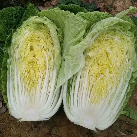 新野县抗病黄心 