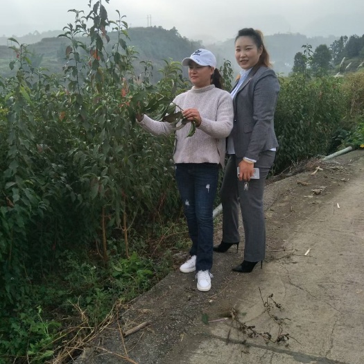 贵阳蜂糖李树苗  蜂糖李子树苗大量供应