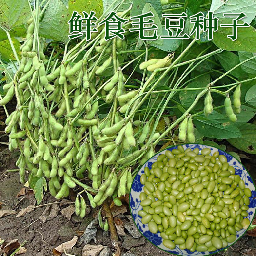 广南县早熟毛豆种子 春夏季播种   六十天左右成熟