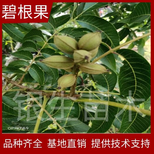 碧根果苗  美国山核桃嫁接苗  碧根果大树