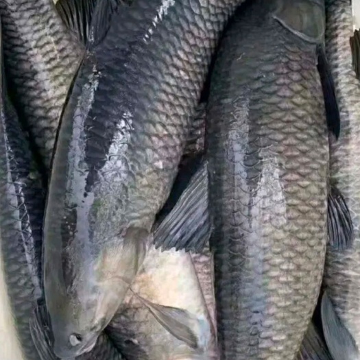 昆明青鱼，草鱼，鲤鱼，鲫鱼，鱼苗出售支持送货