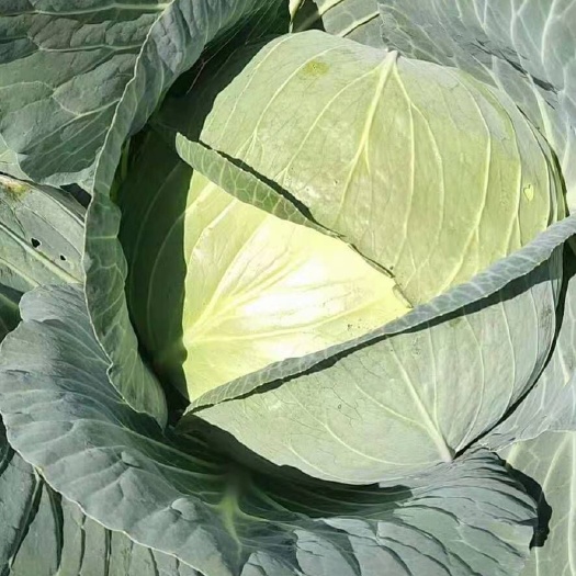 安顺奥奇娜甘蓝  包菜大量供应产地直供欢迎采购