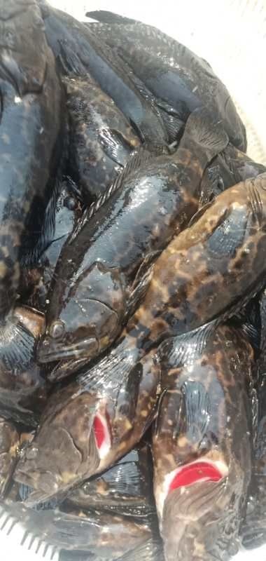 无棣县珍珠龙胆石斑鱼 海水养殖石斑鱼