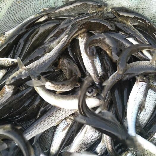 宽甸县花骨鱼 大小都有